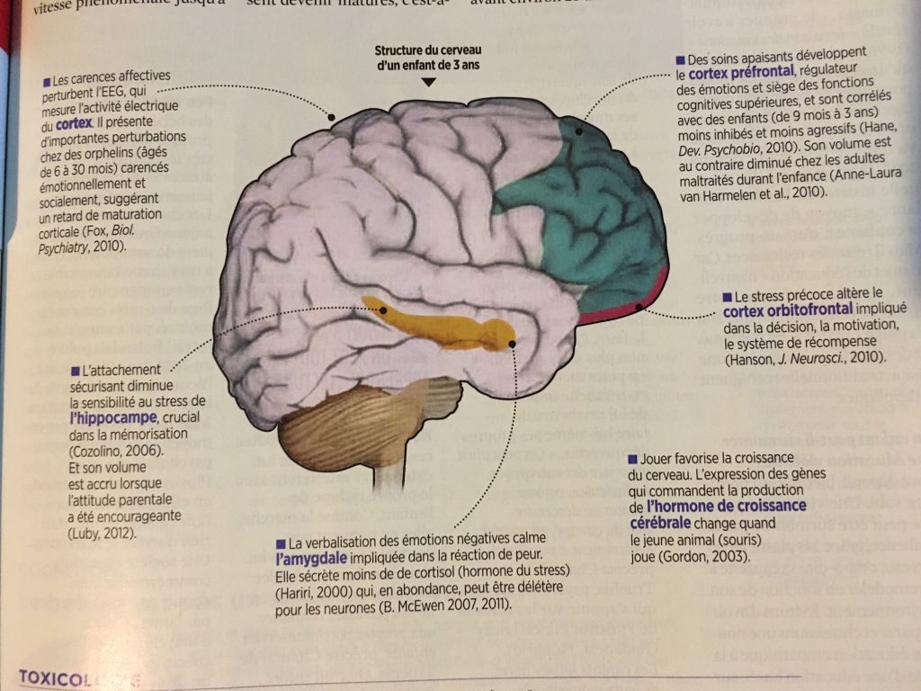 L éducation modifie la structure du cerveau des enfants