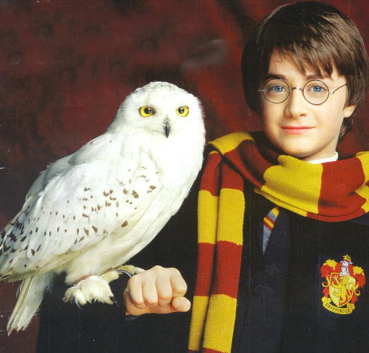 Harry Potter et Hedwige