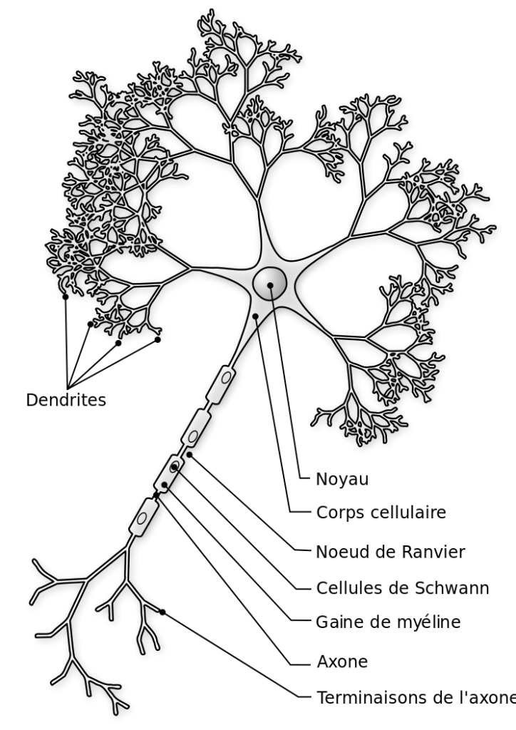 « Neuron-figure-fr » par Nicolas.Rougier 