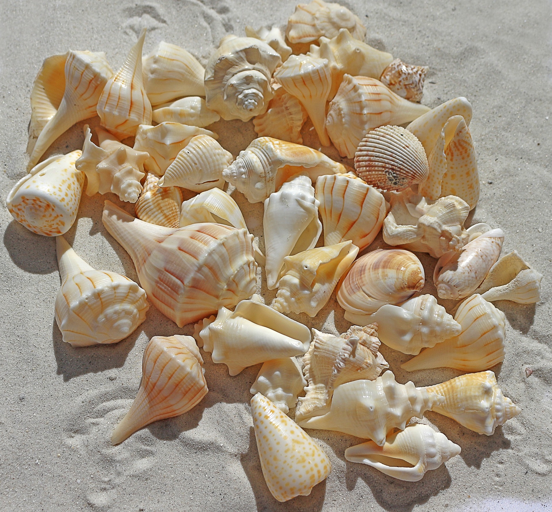 sea-shells-1235586_1920