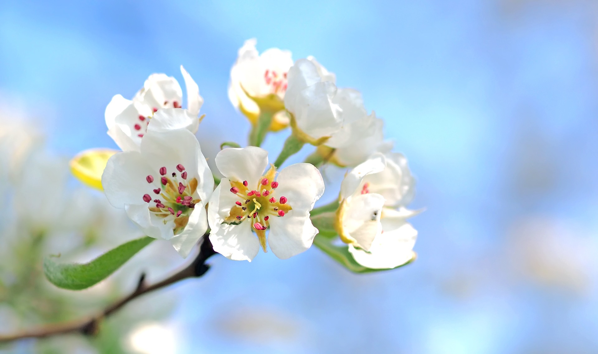 apple-blossoms-1368187_1920