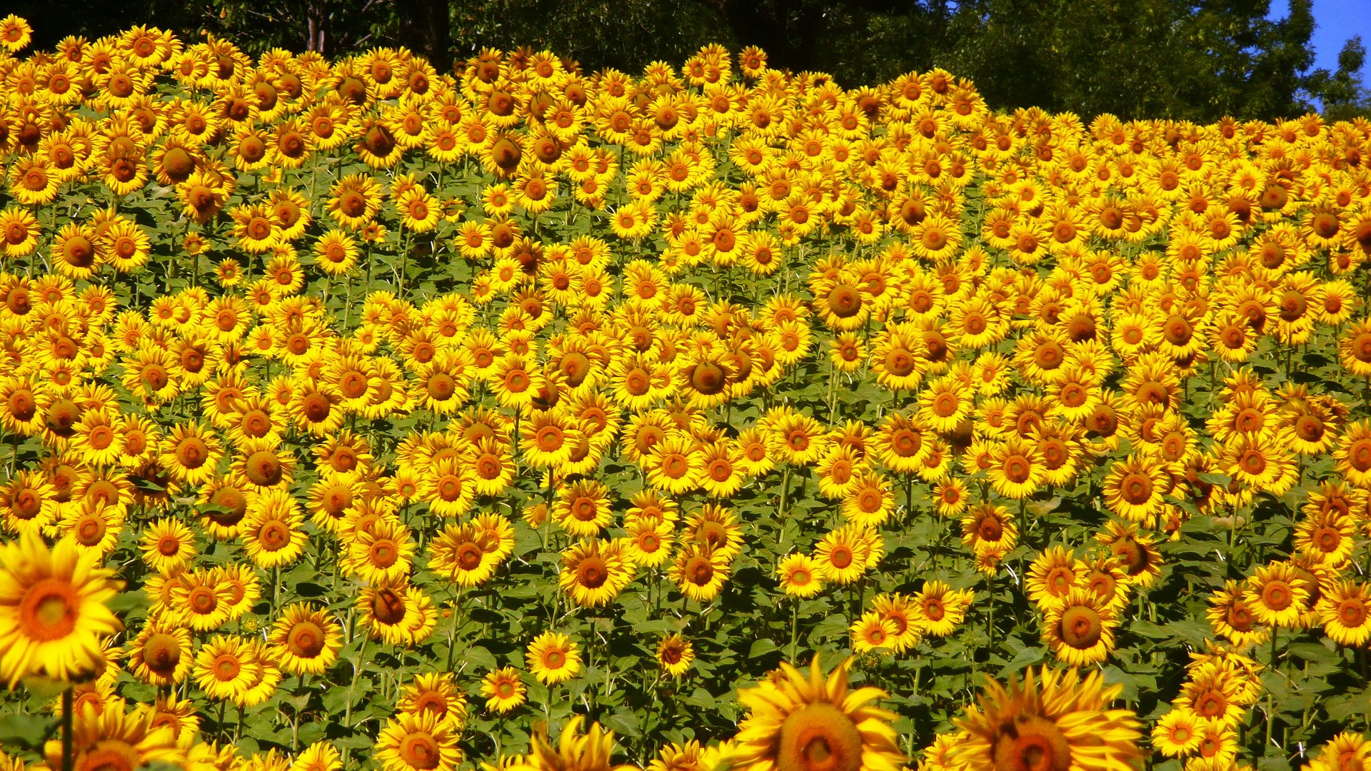 sunflowers-76119_1920