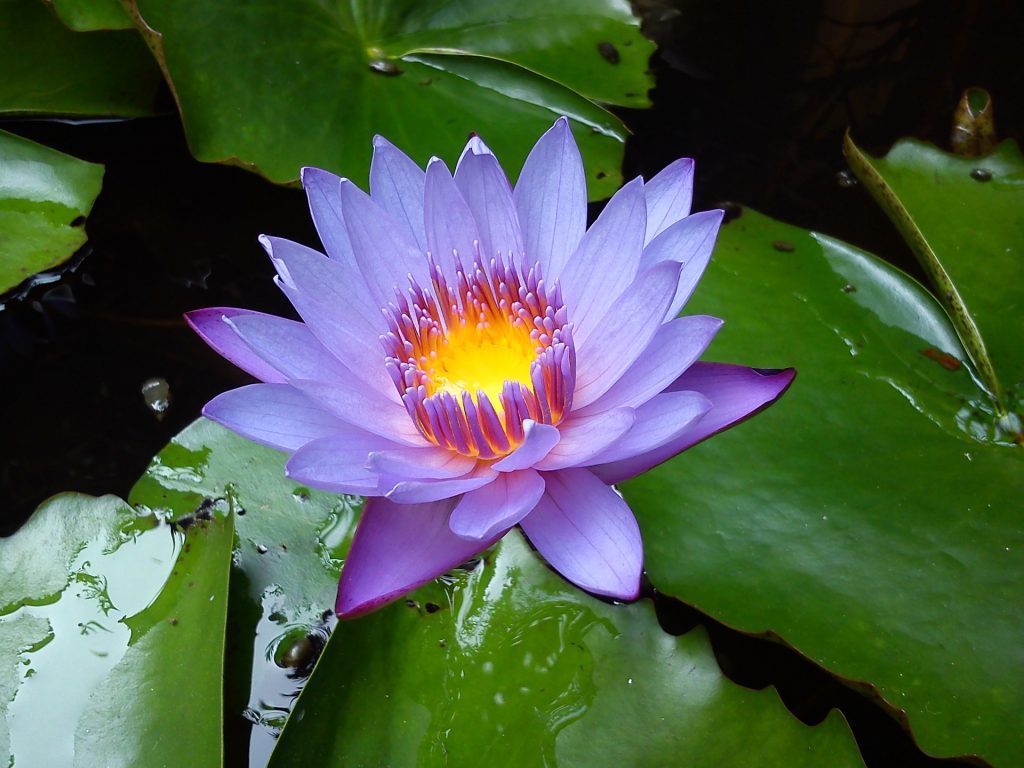 water-lilies-1283486_1920